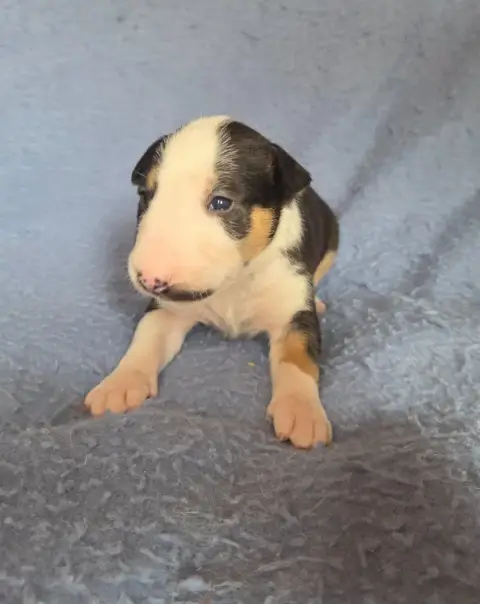 Bull Terrier  Chiot 6 By The Wall photo 2