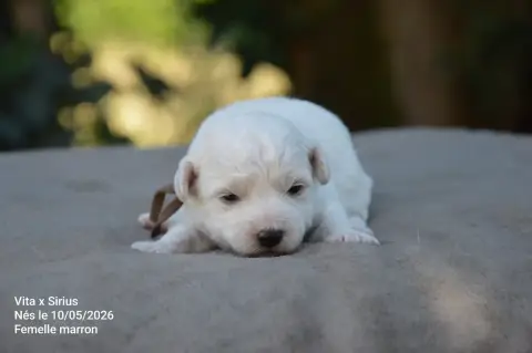 Bichon Frise  Chiot N°4 Mady'N Alphysia