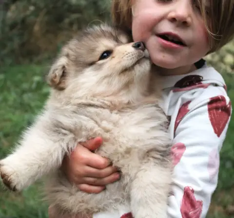 Chien Finnois De Laponie  Chiot N°5 Du Domaine Louchi a428d