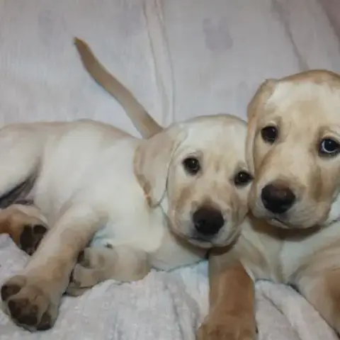 Vente De Deux Mâles Labrador Lof