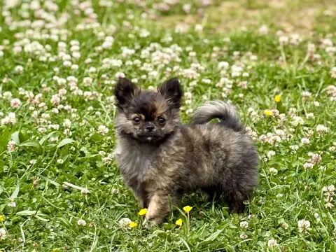 Chihuahua  Baby Doll Candy Lola Des Babybombes Des Mi 09400