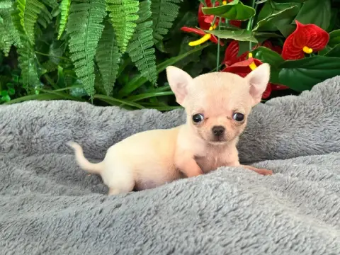 Chihuahua  Petite photo 3
