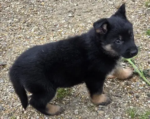 Berger Allemand  Bellone photo 3