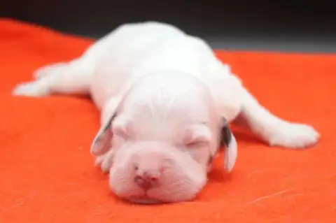 Setter Anglais  Femelle 3 De Roc Mignon