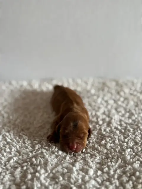 Cocker Spaniel Anglais photo 3