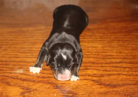 Grand Bouvier Suisse  Femelle Sans Collier Du Logis D bcdbc