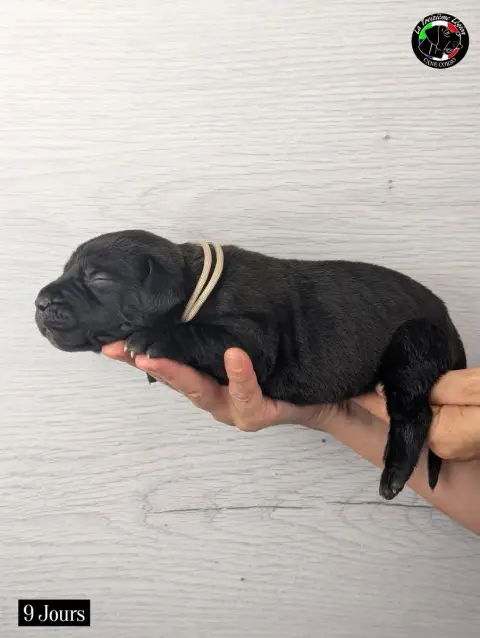 Cane Corso 
                        Collier Beige De  cda10 photo 3