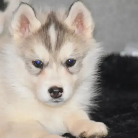 Chiots Husky Sibérien Non Lof
