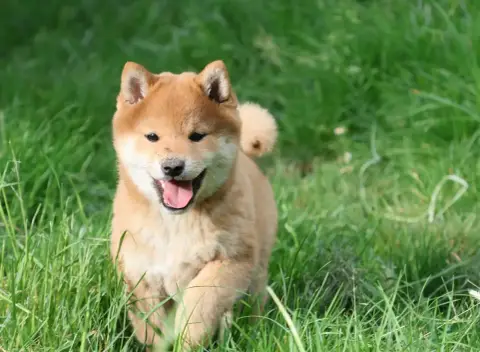 Shiba  Bao Des Seigneurs D'Orient