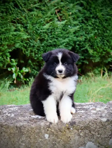 Berger Australien  Chiot N°6 Red Rock River photo 2