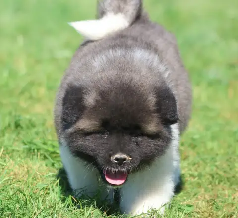 Akita Americain  Bears Of Kitakami De Daybreak Northe b1c32 photo 2