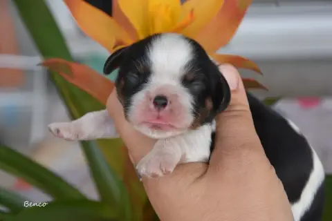 Cavalier King Charles Spaniel  Benco De La Plaine Du  53f0b