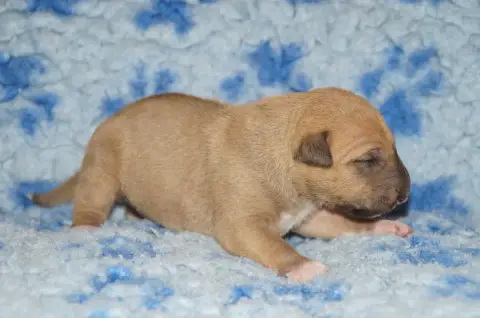 Bull Terrier Miniature  Chiot 1 Du Trésor Des Mines 7ada2