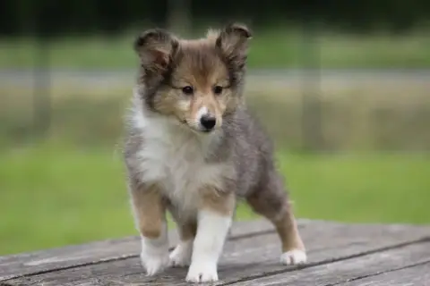 Shetland Sheepdog  Chiot N°1 De L'Angelarde photo 2