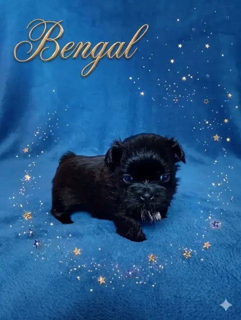Shih Tzu  Bengal Du Domaine Des Plaines D'Argent