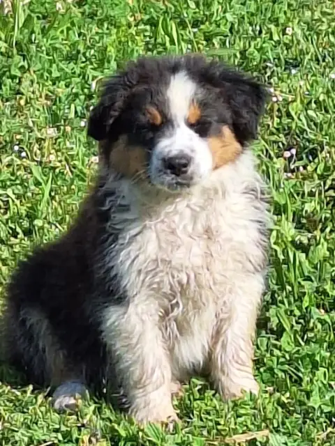 Berger Australien  Chiot 7 De Lumeuil photo 2