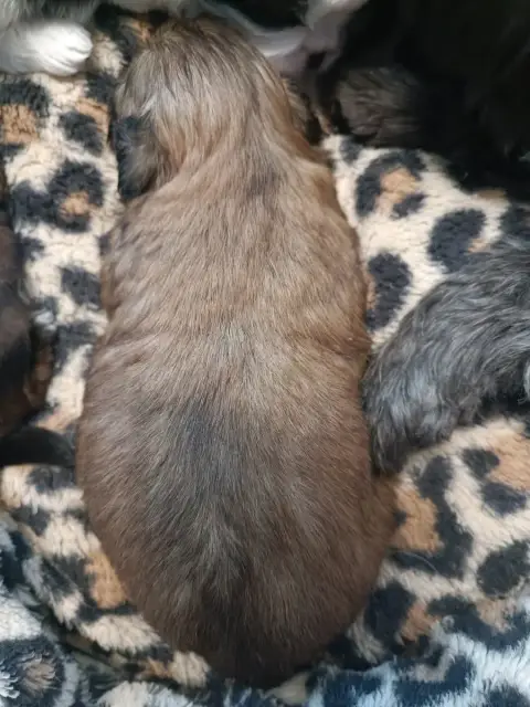 Shih Tzu  Chiot 2 Du Paradis Bleu Indigo photo 2
