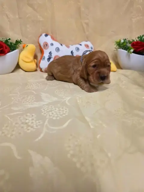 Cocker Spaniel Anglais 
                        B.... 2b8b2 photo 3