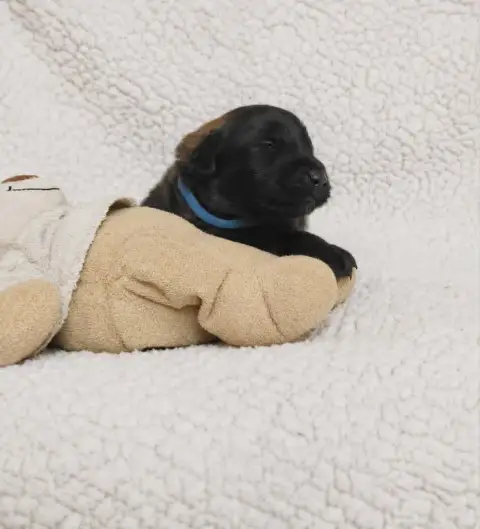 Leonberger  Chiot Bleu Des Terres Noires D'Epona