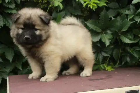 Eurasier  Boulette Des Montagnes Argentées