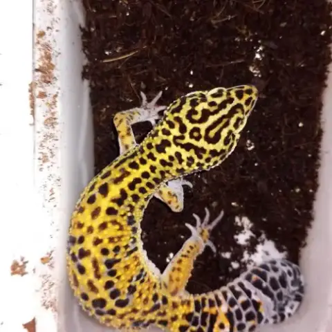 Vend Gecko Léopard