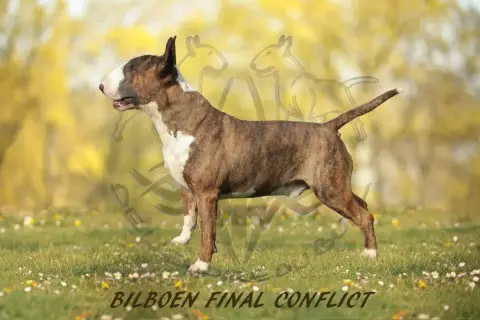 Bull Terrier  Chiot 2 Des Minis De Ryosie photo 2