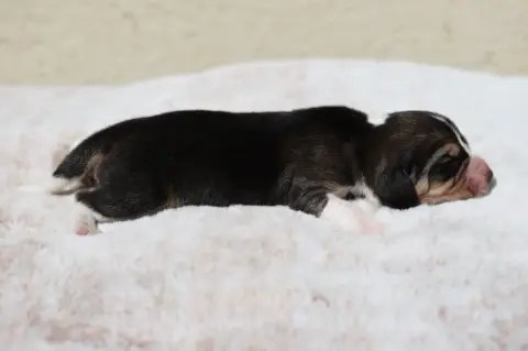 Beagle  Chiot 6 De La Rivière D’Hayley photo 2