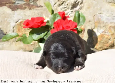 Chien Finnois De Laponie  Best Bunny Jean Des Colline d72e0