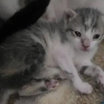 Chat Belle À La Réservation