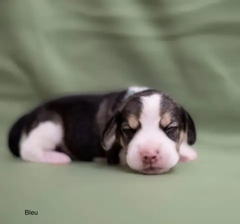 Beagle  Collier Bleu Ciel Du Domaine D'Amandine