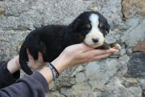 Bouvier Bernois  Chiot 6 De La Vallée De L'Hyrome photo 2
