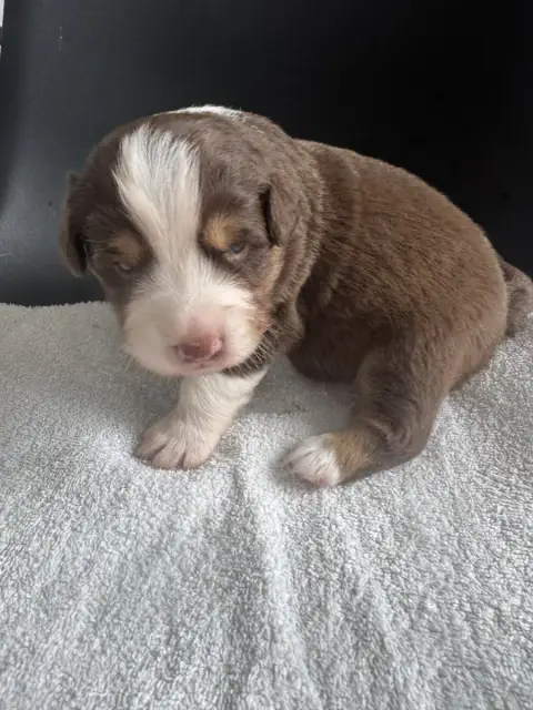 Berger Américain Miniature  Chiot N°3 Du Domaine D'Oz e4e65