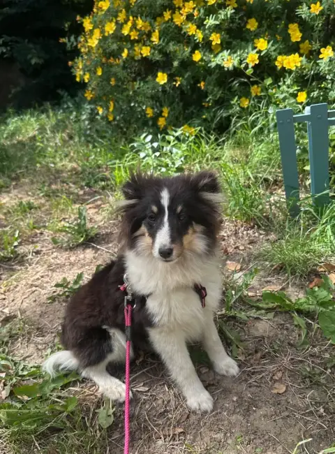 Shetland Sheepdog  Askell Dream From Highland'S photo 2