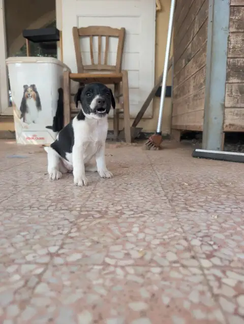 Parson Russell Terrier  Chiot N°3 Budawang photo 2