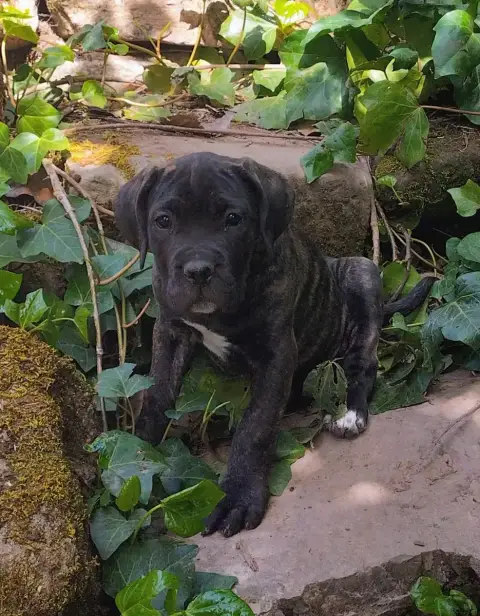 Cane Corso  Collier Vert De La Tribu Amazone