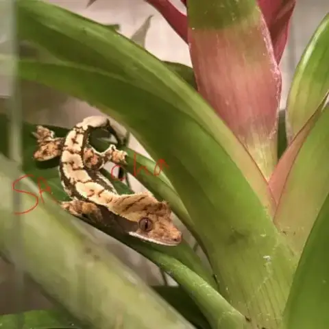 Jeune Gecko Ciliatus Dark Tricolore
