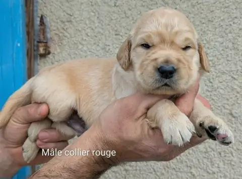 Golden Retriever  Mâle Collier Rouge Du Domaine Charl e13be