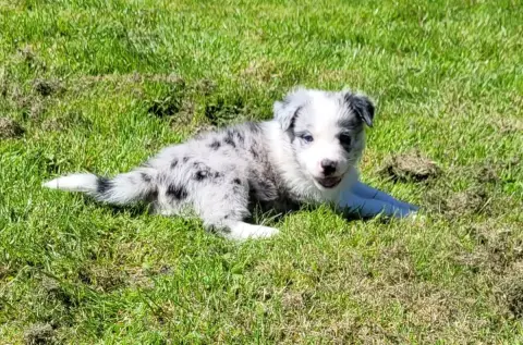 Border Collie  Femelle Bleu 2 Des Marais De Courmont 2988b
