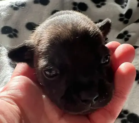 Staffordshire Bull Terrier  Bringée De L'Aube Lyonnai c1e23 photo 2