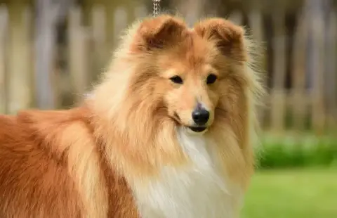 Shetland Sheepdog  Chiot N°2 Des Collines De Sagne photo 3