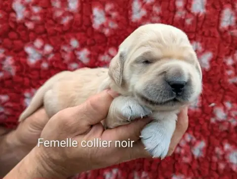 Golden Retriever  Femelle Collier Noir Du Domaine Cha 883c3