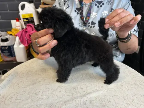 Caniche  Betty Barclay Du Royaume De La Pompadour photo 3