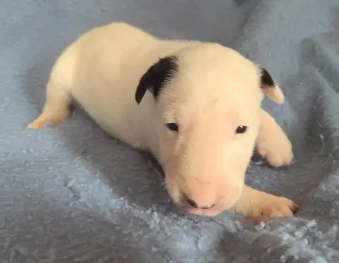 Bull Terrier  Chiot 3 By The Wall