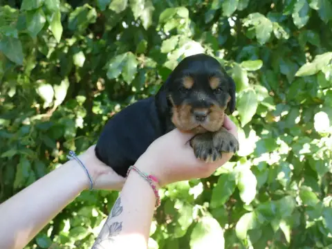Cocker Spaniel Anglais