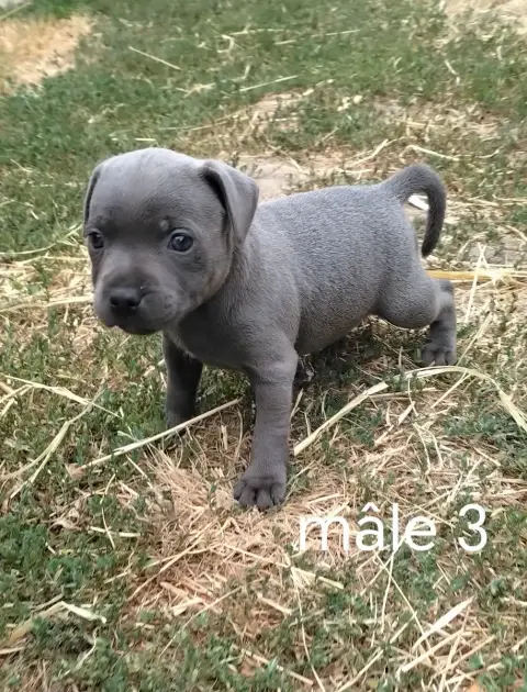 Staffordshire Bull Terrier 
                        C e6067 photo 2