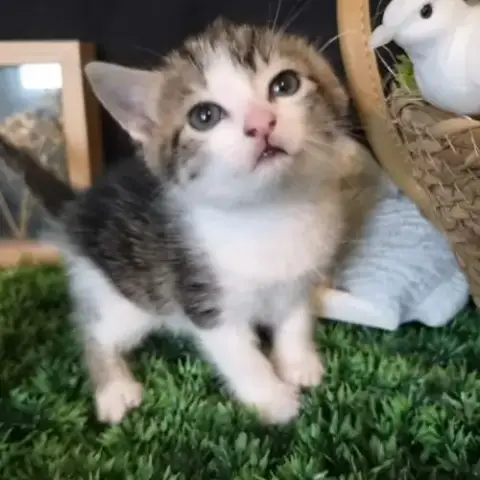 Chaton À L’Adoption