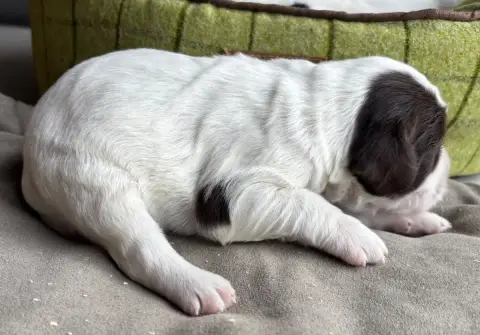 English Springer Spaniel  B....................... De 80b06 photo 3