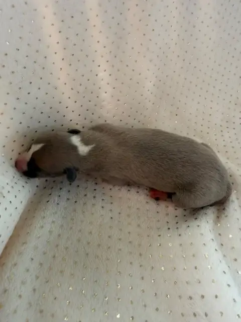 Whippet  Chiot 7 Du Haras Eclair Horside'Whip photo 3