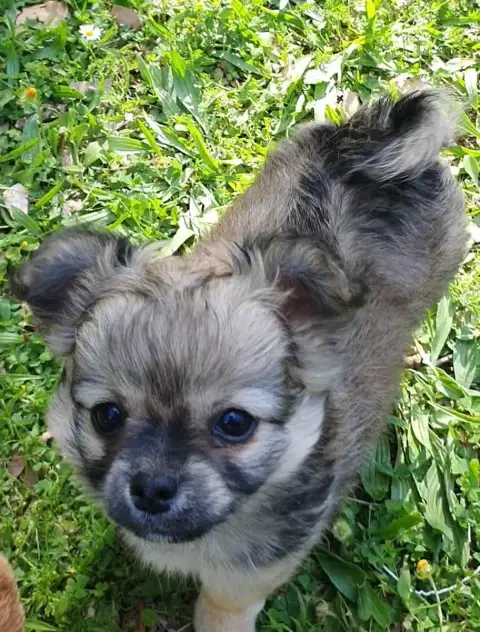 Chihuahua  Bazile Des Contés De Provence