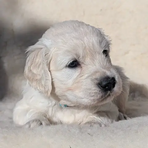 Golden Retriever  Blue De L'Esprit D'Oural photo 3